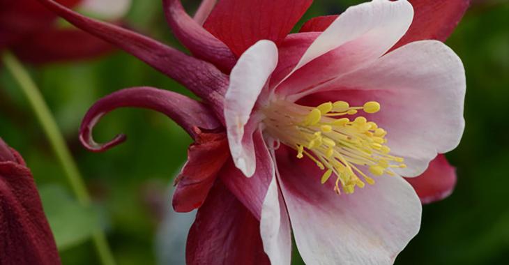 Aquilegia 'Crimson Star'